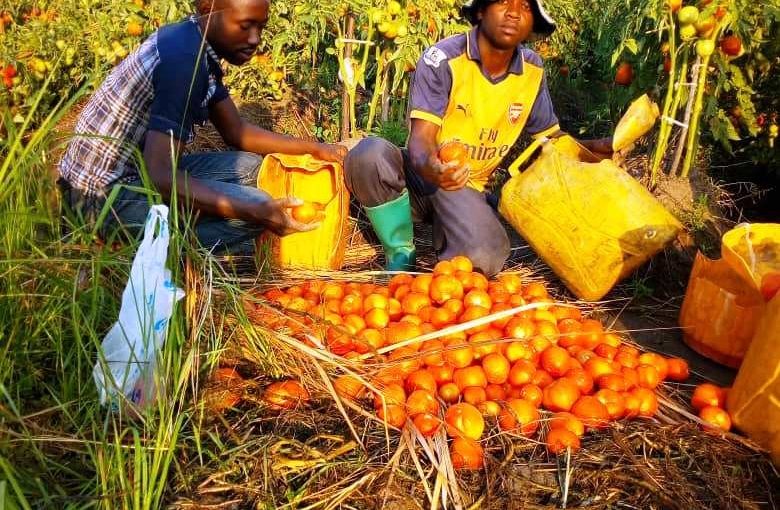 Bulletin  ONGEA-INTERNEWS-25.09.2018