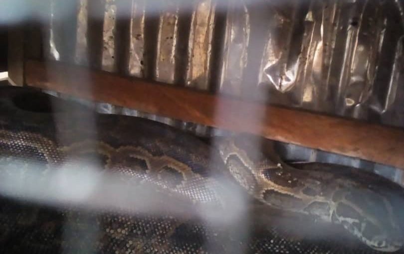 Bulletin  ONGEA-INTERNEWS-11.10.2018