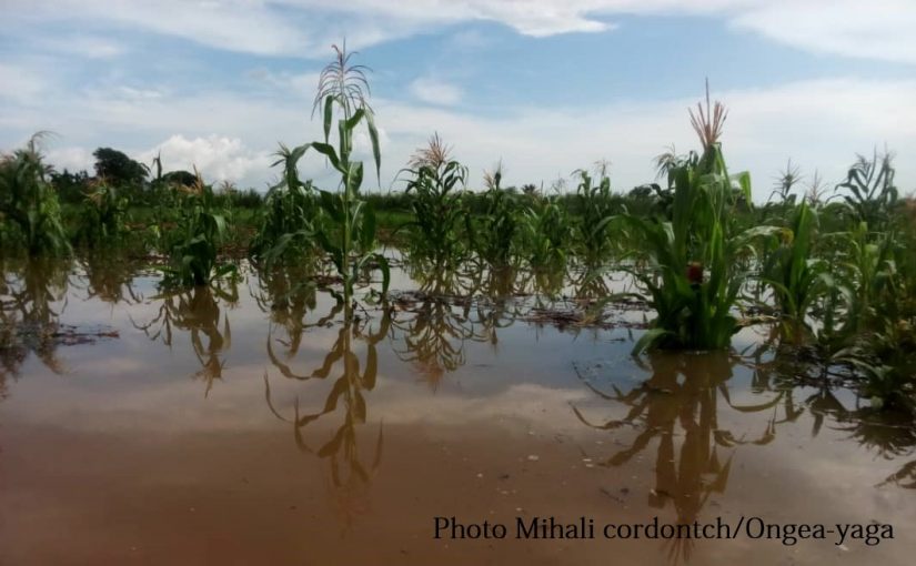 Bulletin  ONGEA-INTERNEWS-19.12.2018