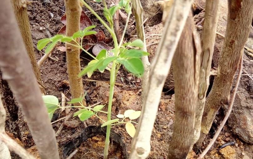 Bulletin   ONGEA-INTERNEWS-29_11_2018