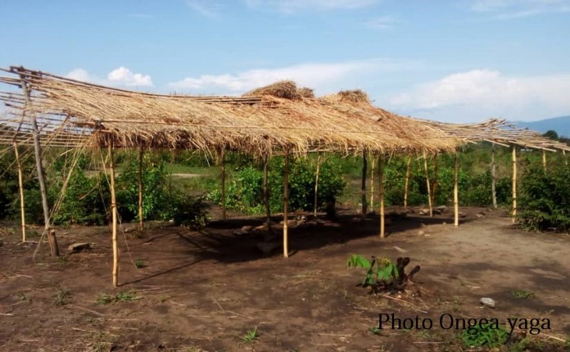 Bulletin  ONGEA-INTERNEWS-08.11.2018