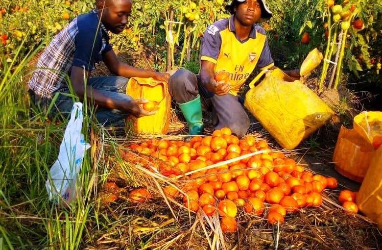 Bulletin  ONGEA-INTERNEWS-12.12.2018