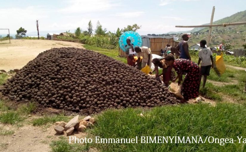 Bulletin  ONGEA-INTERNEWS-14.12.2018