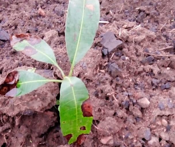 Bulletin  ONGEA-INTERNEWS-18.12.2018