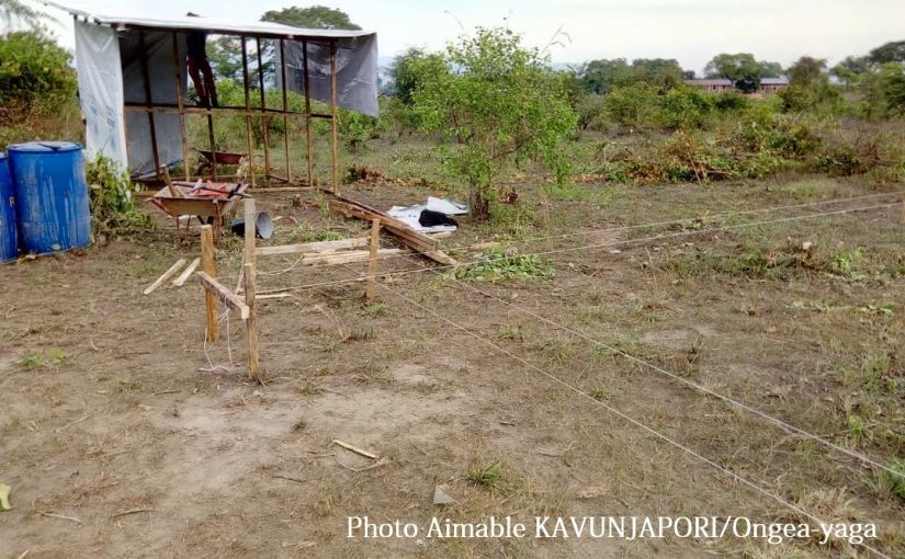 Bulletin  ONGEA-INTERNEWS-21.01.2019