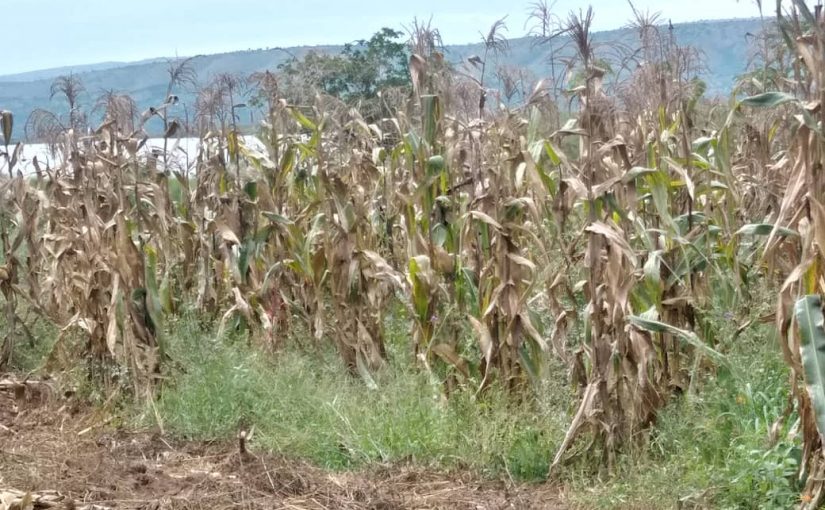 Bulletin  ONGEA-INTERNEWS-08.02.2019