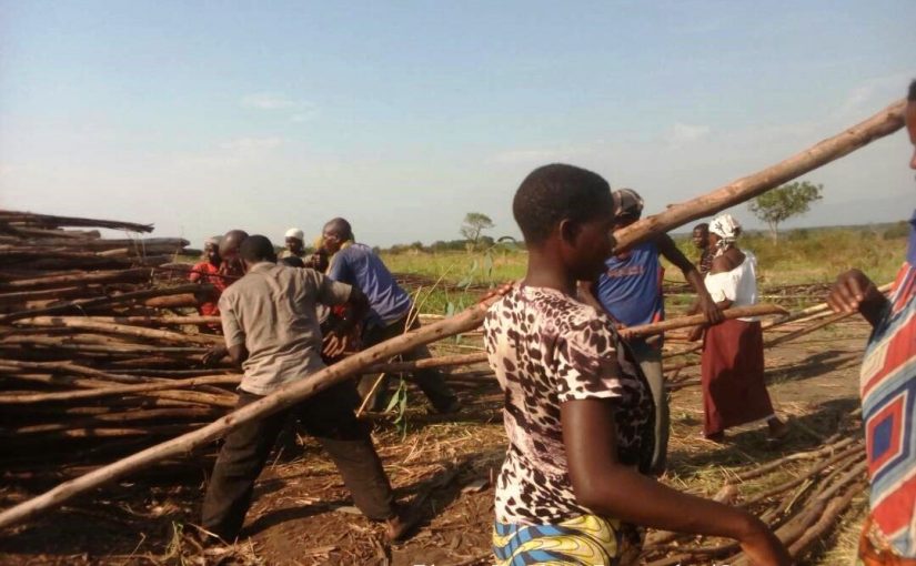 Bulletin  ONGEA-INTERNEWS-01.02.2019