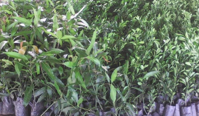 Bulletin  ONGEA-INTERNEWS-12.04.2019